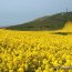 Champ de colza au pied du Cap Blanc Nez