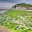 Algues vertes &agrave; mar&eacute;e basse au Cap Blanc Nez