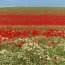 Champ de coquelicots