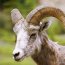 Mouflon d'Amérique - bighorn sheep