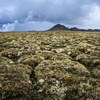 ancien champ de lave du Krafla couvert de mousses