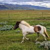 cheval islandais