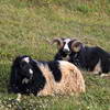 couple de moutons couchés