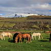élevage de chevaux au pied du volcan Hekla