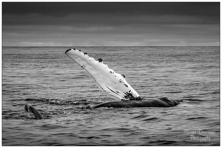 Baleine &agrave; bosse