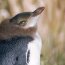 Jeune pingouin aux yeux jaunes