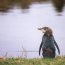 Pingouin aux yeux jaunes dans la p&eacute;ninsule d'Otago