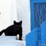 Chat noir et couleurs typiques de Oia - Santorin