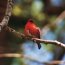 Oiseau rouge - cardinal mâle à la saison des amours