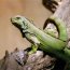 Iguane vert au zoo de Chiang Mai
