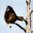 Gibbon aux mains blanches - zoo de Chiang Mai