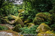 Située dans le Parc naturel régional d'Armorique, la forêt du Huelgoat - qui signifie "haut bois" en breton - a inspiré de nombreuses légendes celtes.