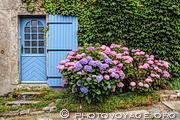 Massif d'hortensias devant une porte bleue dans le village de Locronan, petite cité de caractère du Finistère. Locronan est classé parmi les plus beaux villages de France.