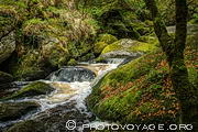 Ruisseau &eacute;mergeant de la mare aux f&eacute;es dans la for&ecirc;t enchant&eacute;e 
de Huelgoat.