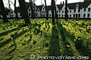 arbres et jonquilles à contre-jour - B&eacute;guinage