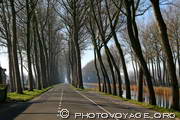arbres penchés par le vent sur la route longeant le canal de Damme - Damse Vaart