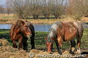 robustes chevaux de trait des Polders