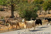 troupeau de chèvres