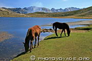 chevaux sauvages broutant l'herbe tendre sur les rives du lac de Nino
