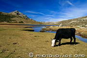 vache broutant sur les rives du lac de Nino
