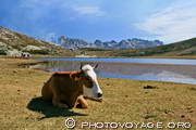vache paisible couchée au bord du lac de Nino