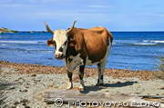 vache à la plage