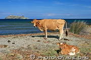 vache et veau sur la plage de Barcaggio à la pointe nord du Cap Corse