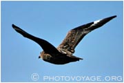 skua