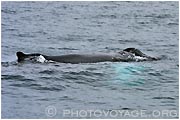 baleine à bosse - Humpback whale