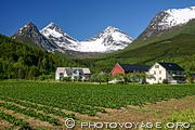 Champs de fraises dans la r&eacute;gion de Valldal