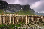 Séchoir à 
poissons traditionnel, rempli de morues, à Moskenes dans les îles 
Lofoten