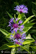 Centaurea montana ou bleuet des montagnes ou centaur&eacute;e des montagnes ou bleuet vivace.