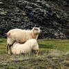 moutons dans le Landmannalaugar
