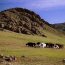 Troupeau de yacks dans la région du Korgo