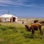 Jeune chameau et ger dans la région d'Altay