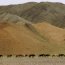 Troupeau de chevaux dans le Gobi Altay