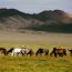 Troupeau de chevaux dans le Gobi Altay