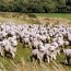 Elevage de moutons dans le Central Otago (Sud)