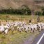 Elevage de moutons