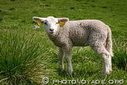 Adorable agneau tout bouclé sur fond d'herbe verte.