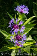 Centaurea montana ou bleuet des montagnes ou centaurée des montagnes ou bleuet vivace.